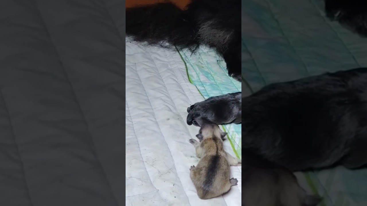 Black Pomeranian gives birth to a 3 little puppies.