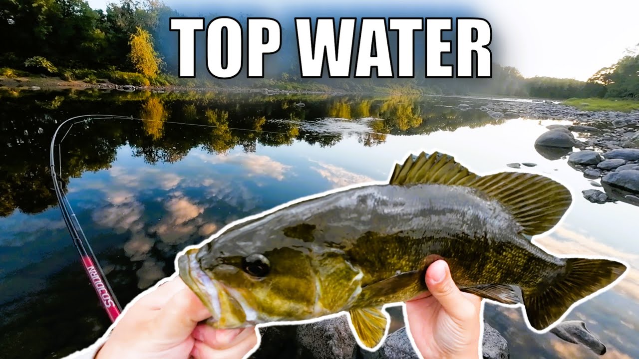 Impossible pour les BASS de résister à ce leurre!