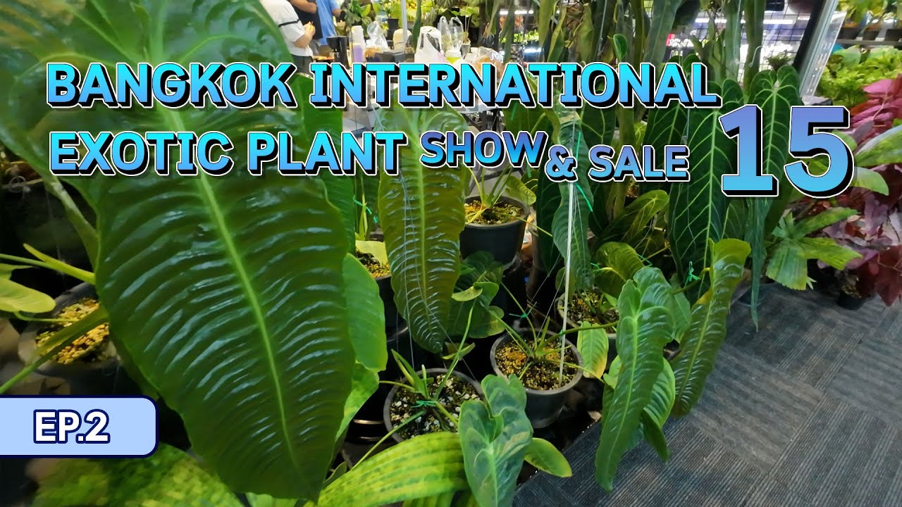 งานต้นไม้ Bangkok International Exotic Plants Show & Sale EP.2 | 3-5 October 2025