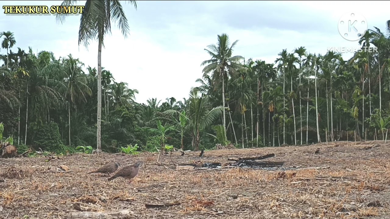 Tekukur Liar Landing Sempurna#tekukur #burung #tekukurliar 