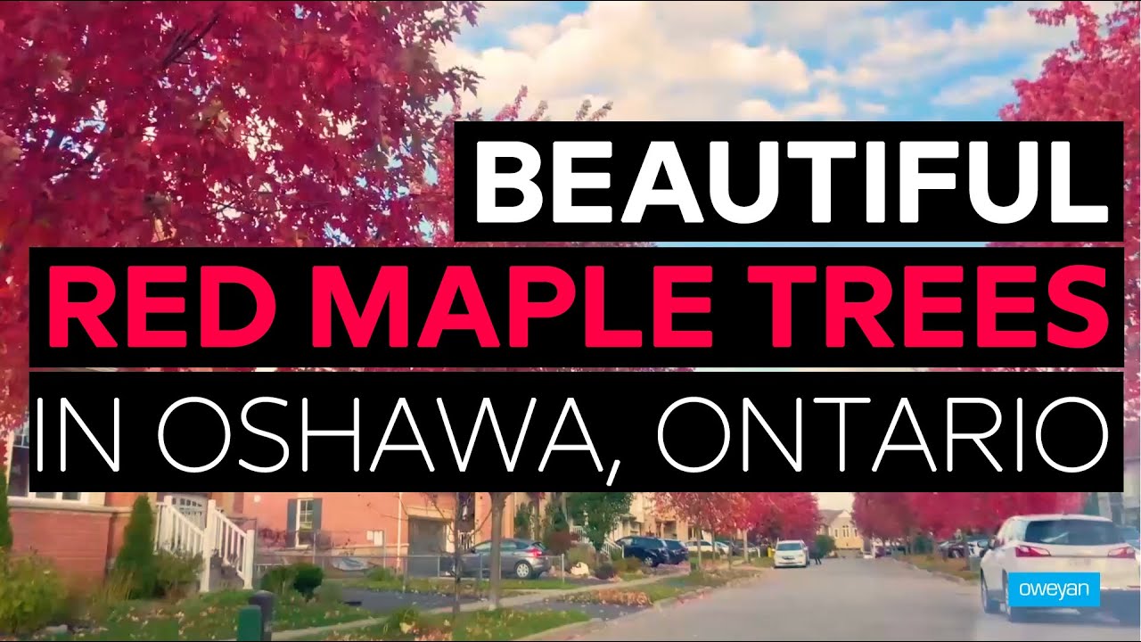 Beautiful Red Maple Trees in Oshawa Ontario | Autumn Blaze Maple Tree