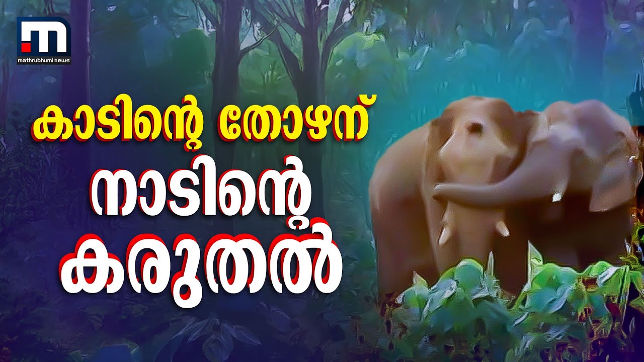 വേദനയുടെ നാളുകള്‍ക്ക് വിട.. മുറിവ്- പ്രത്യേക പരിപാടി | Athirappilly Elephant