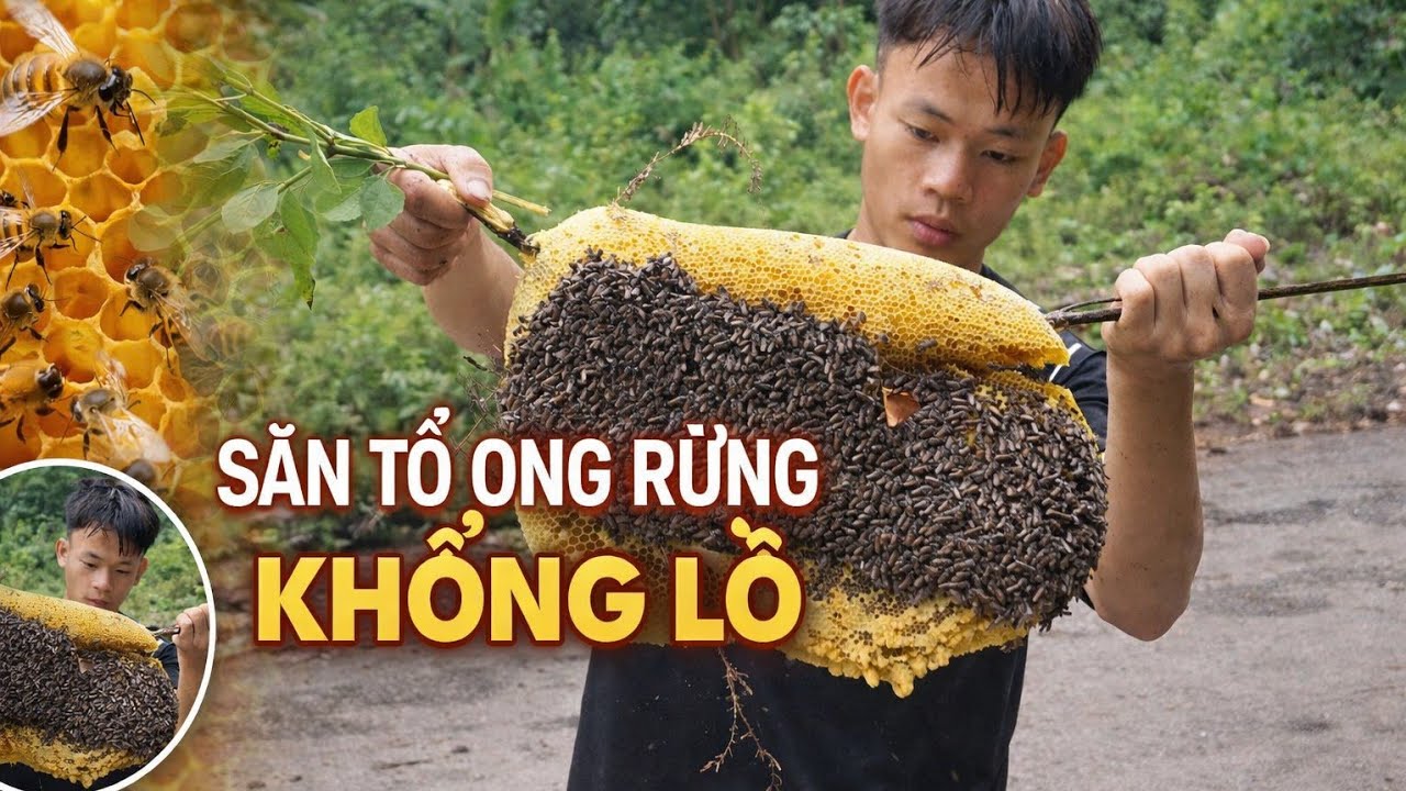 Tổ Ong Mật Rừng Khổng Lồ | Giant Wild Honeycomb in Deep Jungle