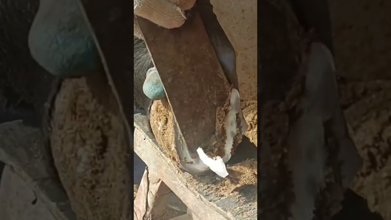 Dirty donkey hooves were easily cut flat!