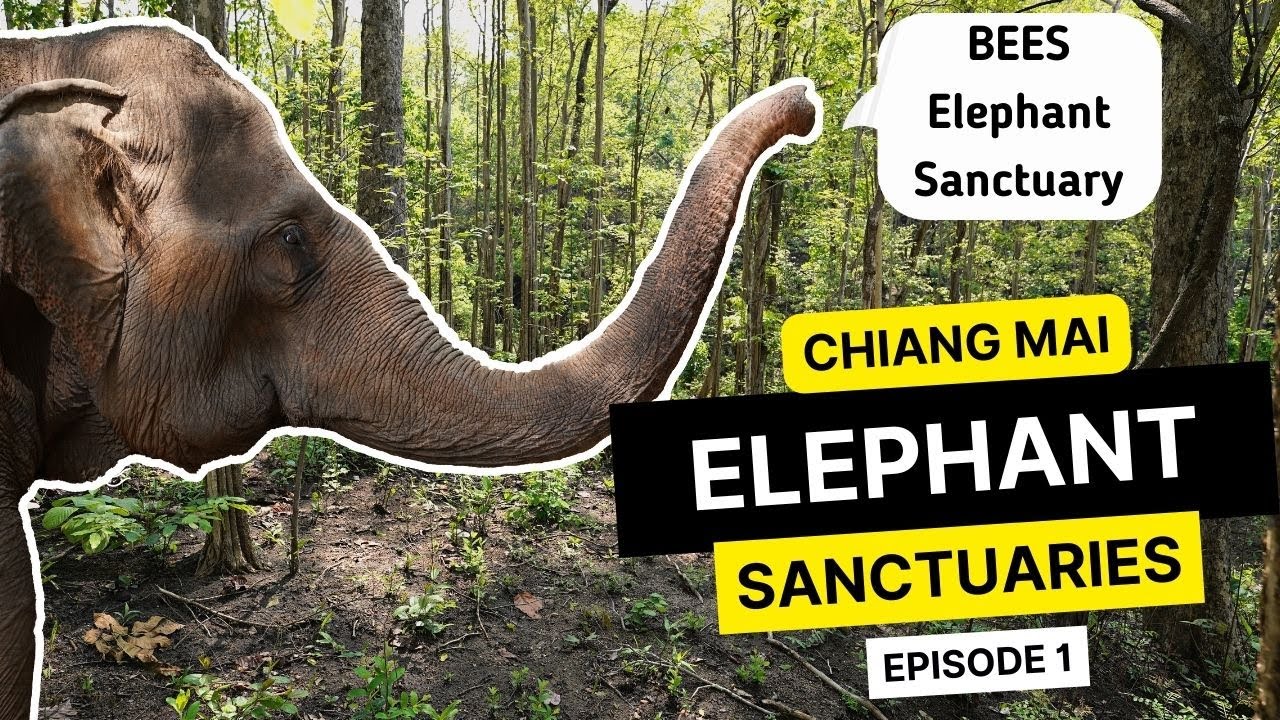 Ethical Elephant Sanctuaries in Chiang Mai: EPISODE 1 - BEES Elephant Sanctuary