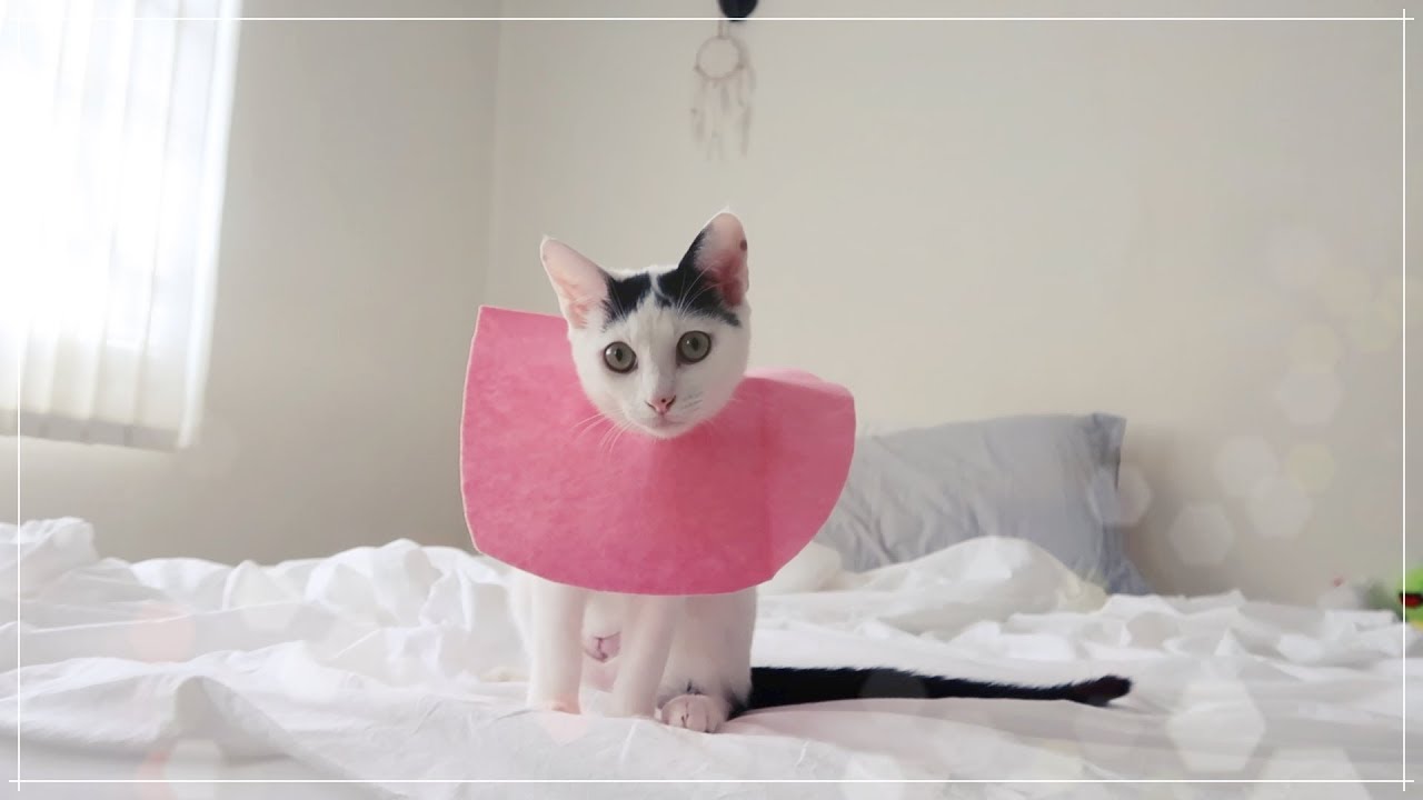 My fur-baby got spayed! DIY felt e-collar with only $1.99