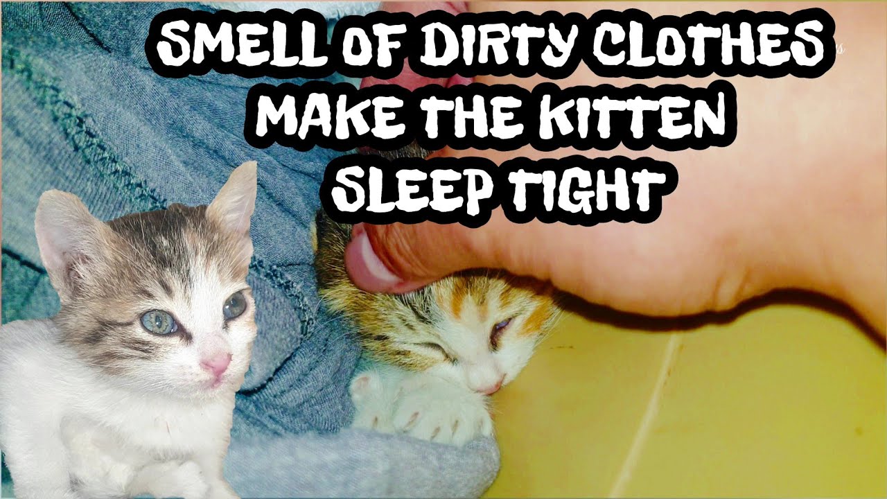 Forget Cat Beds — This Kitten Slumber over the smell of dirty laundry.  #cats #kitten 
