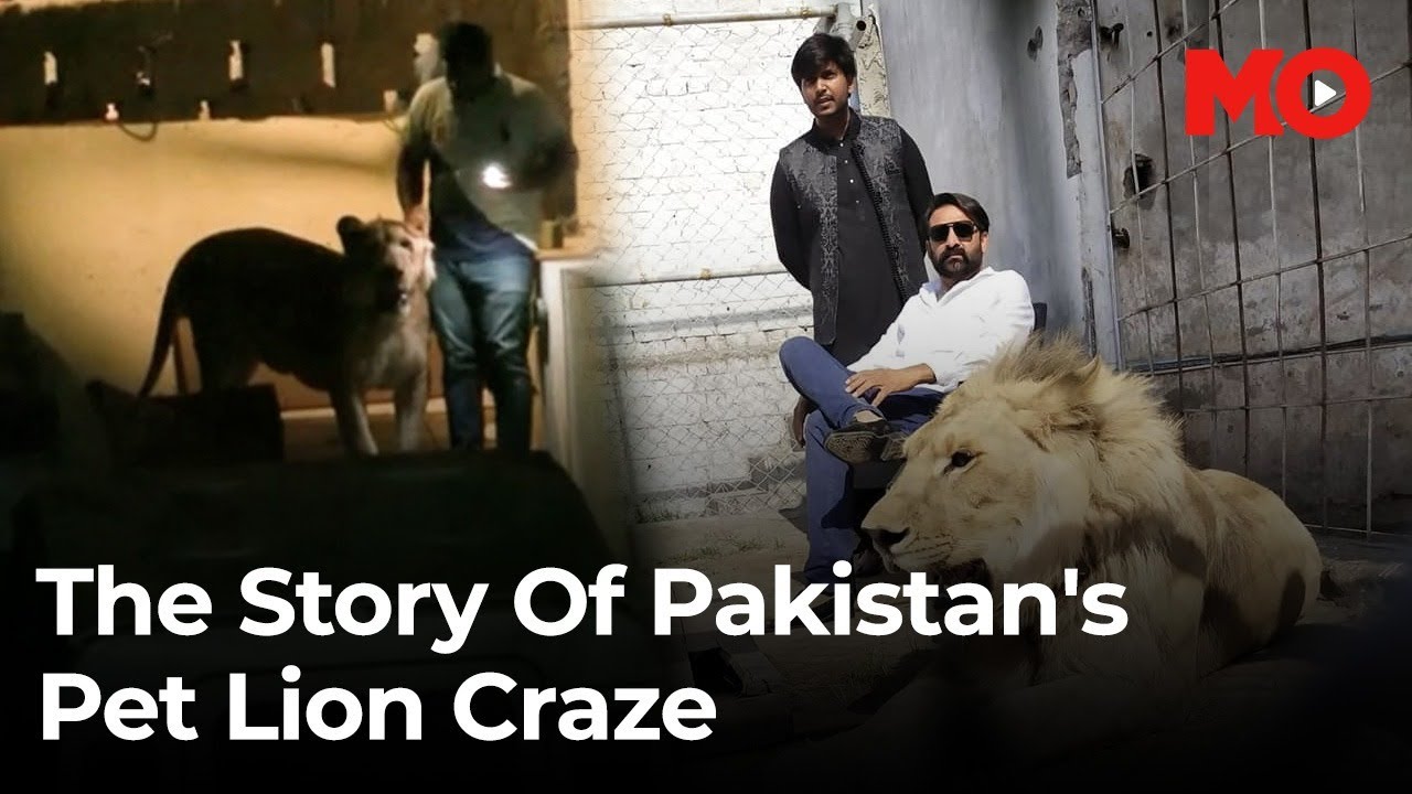 Pakistan's Pet Lion Craze: Escaped Lion Shot, Exposing a Problematic Exotic Animal Culture