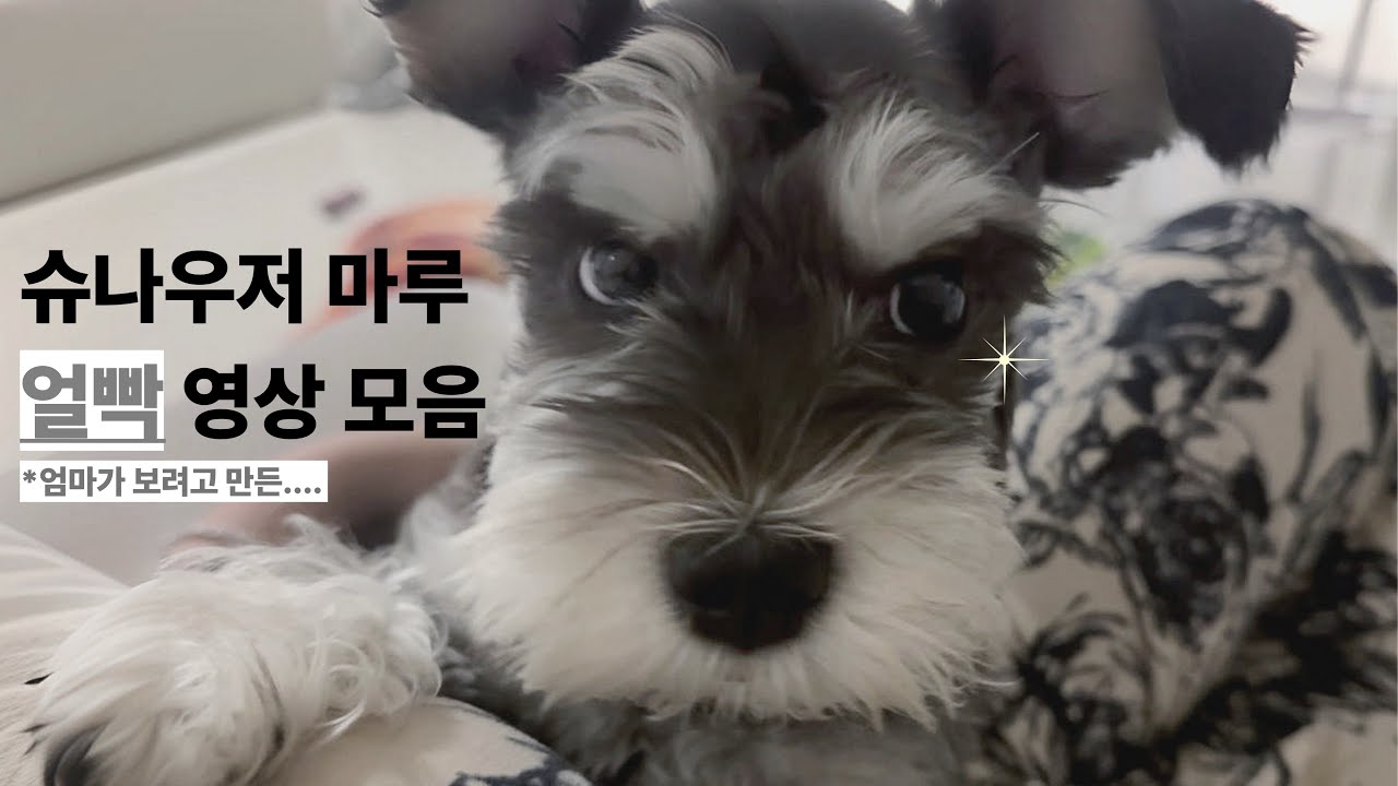 오로지 나의 귀여움으로만 승부
