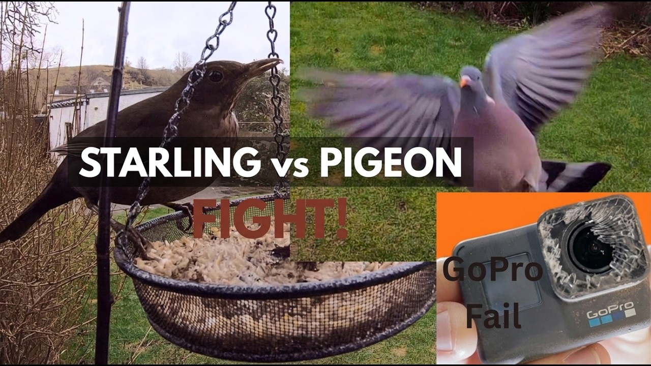 Pigeon vs Starling fight at the end - garden birds feeding