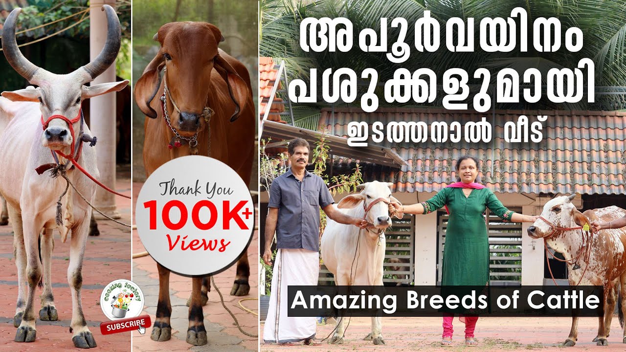 ഇന്ത്യയിലെ സുന്ദരിപശു താർപാർക്കർ മുതൽ കാസർ​ഗോഡ് കുള്ളൻവരെ ഈ തൊഴുത്തിലുണ്ട്| Amazing Breeds of Cattle