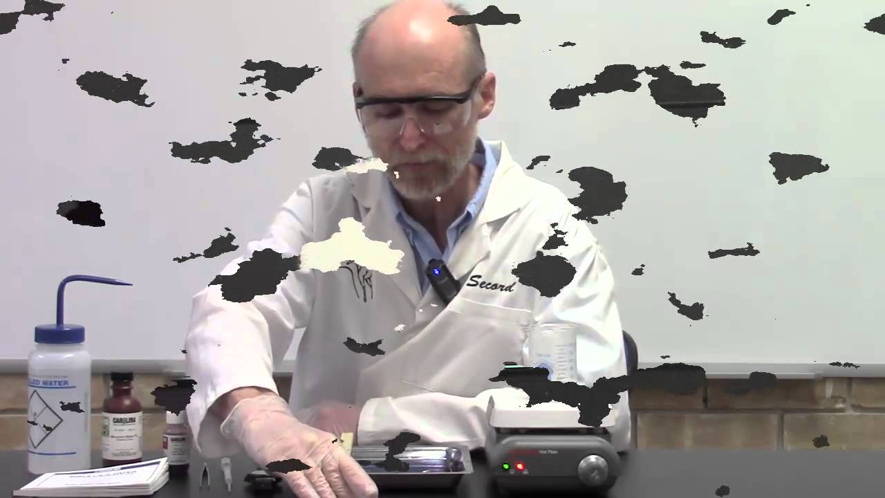 The Spore Stain Technique