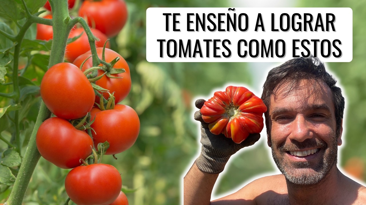 POR QUÉ NO CRECEN Y MADURAN TUS TOMATES? Todas las claves de abonado, riego, etc. || en20metros