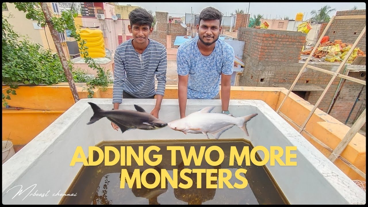 நம்ம subscriber கொடுத்த சுறா மீன்கள் 🔥🤩🙏|two more monster adding by our subscribers ❤️|aquarium