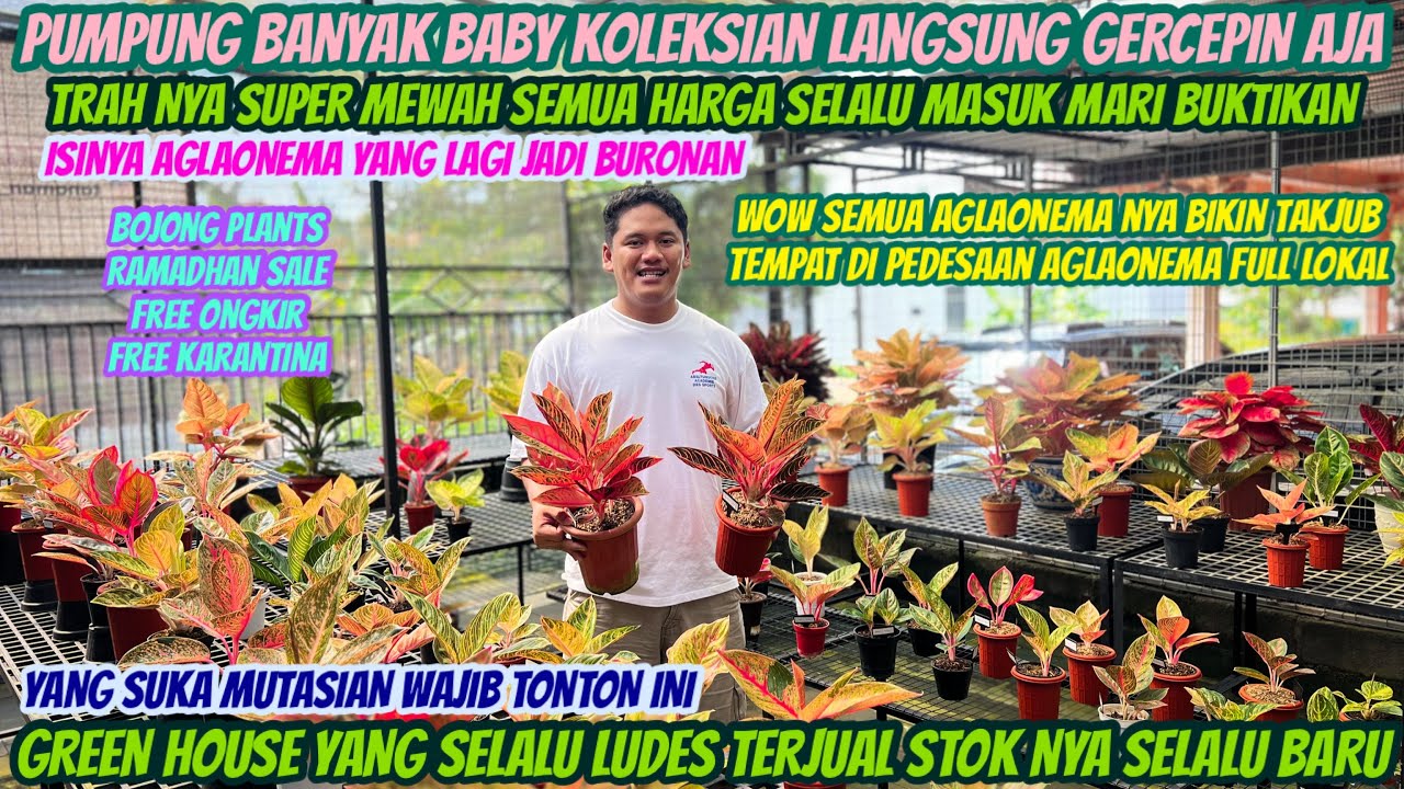JANGAN SAMPAI SKIP VIDEO DI BOJONG PLANTS‼️BANYAK HARGA MASUK AGLO NYA BAGUS SEMUA‼️