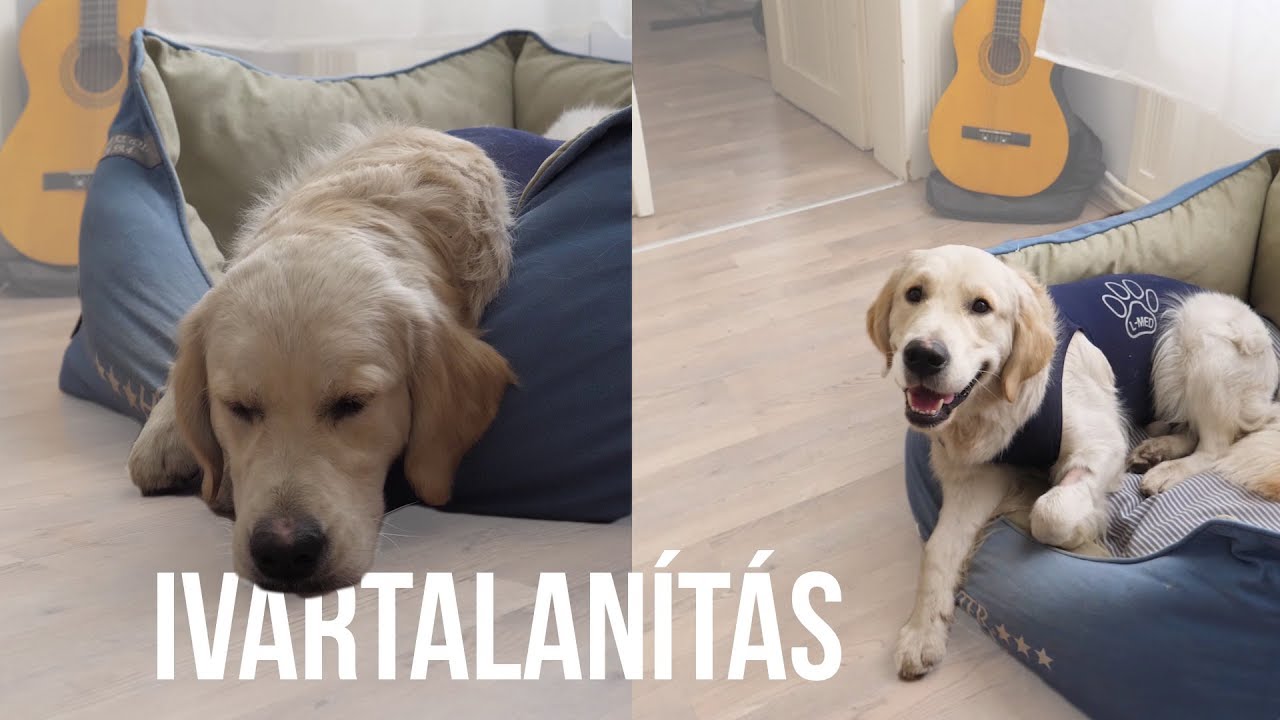 ELVESZTETTE A FÉRFIASSÁGÁT (hogyan zajlik egy ivartalanítás?)