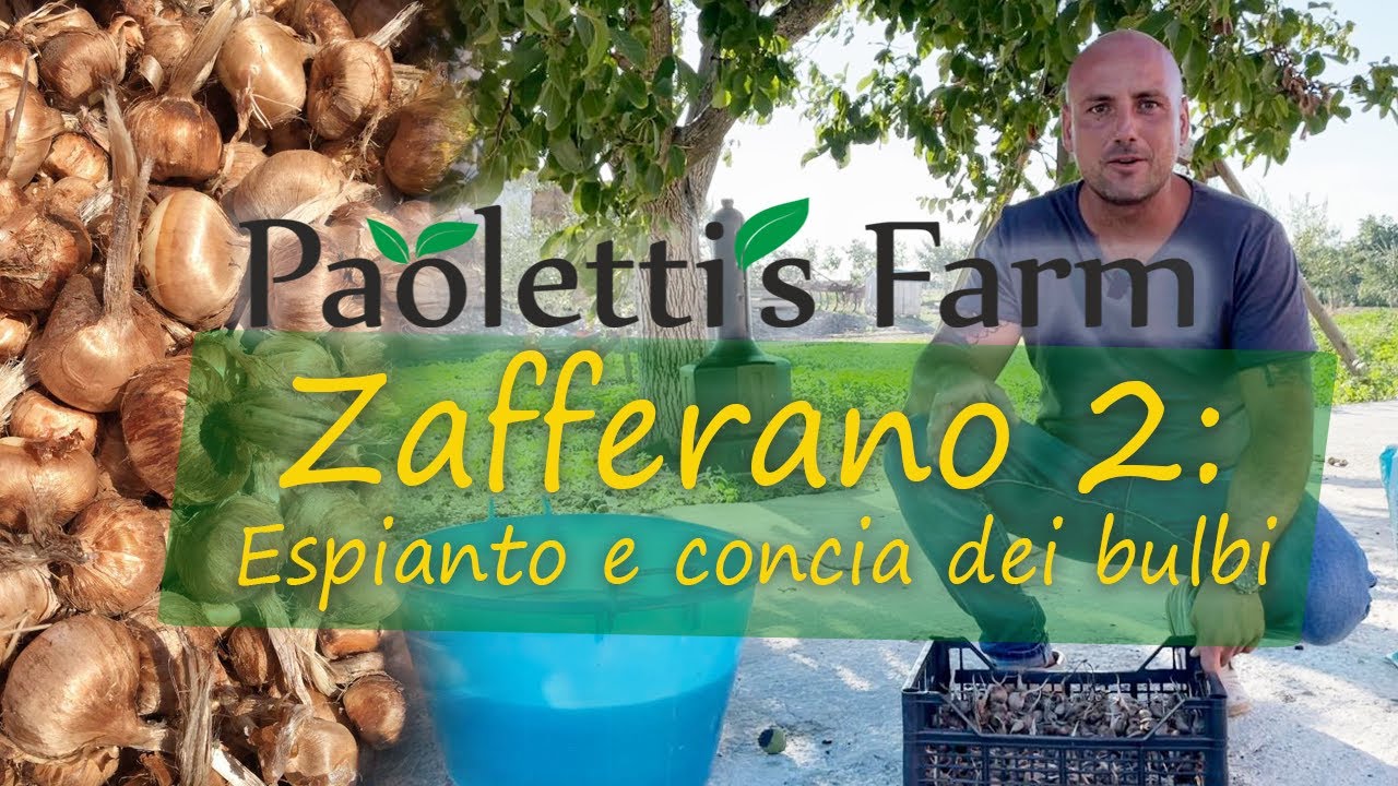 Zafferano 2: Espianto e Concia dei bulbi