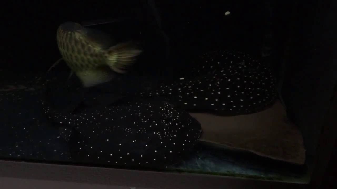 P14 Itaituba Freshwater Stingray Pair Feeding on Pellets