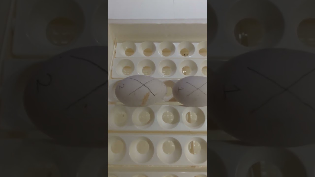 Video 3 - How to incubate goose eggs - Storing the eggs before incubation.