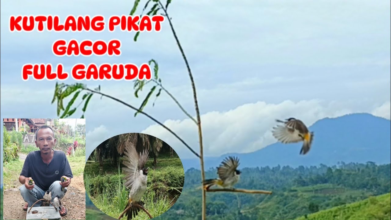 Suara Burung Kutilang Gacor 2026 Jago Memanggil Lawat full Garuda bikin Bl Mendekat