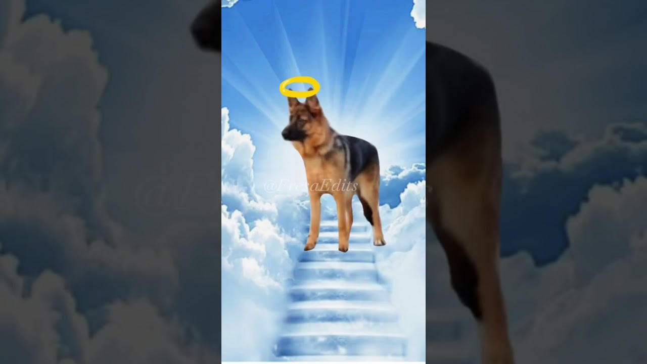 Mataron un Inocente 🐕😭#matar&oacute;