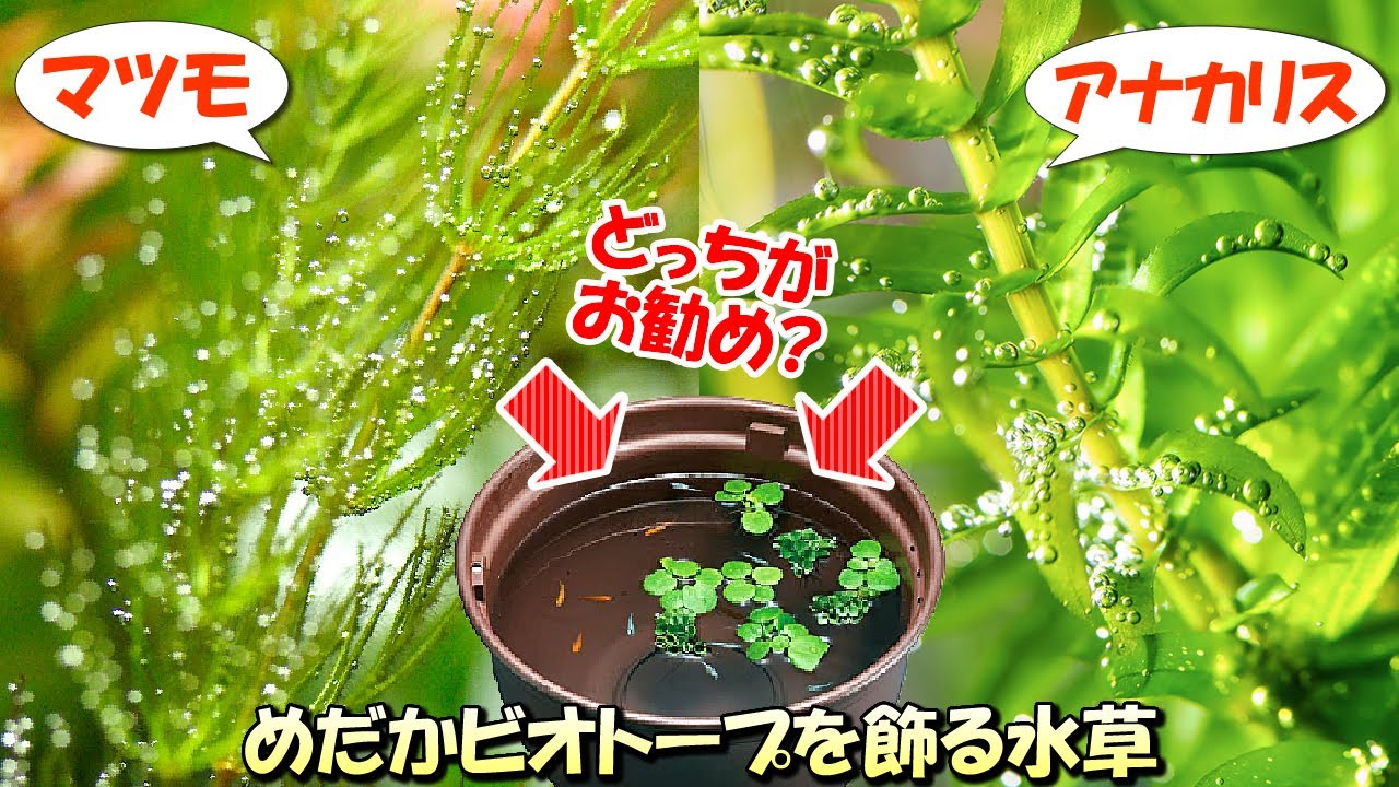 【メダカ屋外ビオトープ】マツモとアナカリスのどちらの水草がお勧めか｜比較（特徴）とメリット・デメリットを説明【初心者必見】