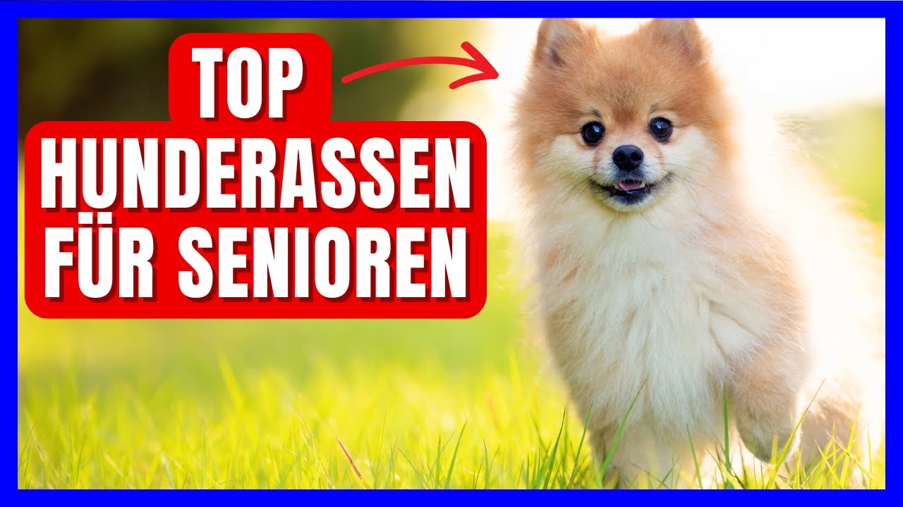 7 HUNDERASSEN für SENIOREN, die RUHE und TREUE suchen