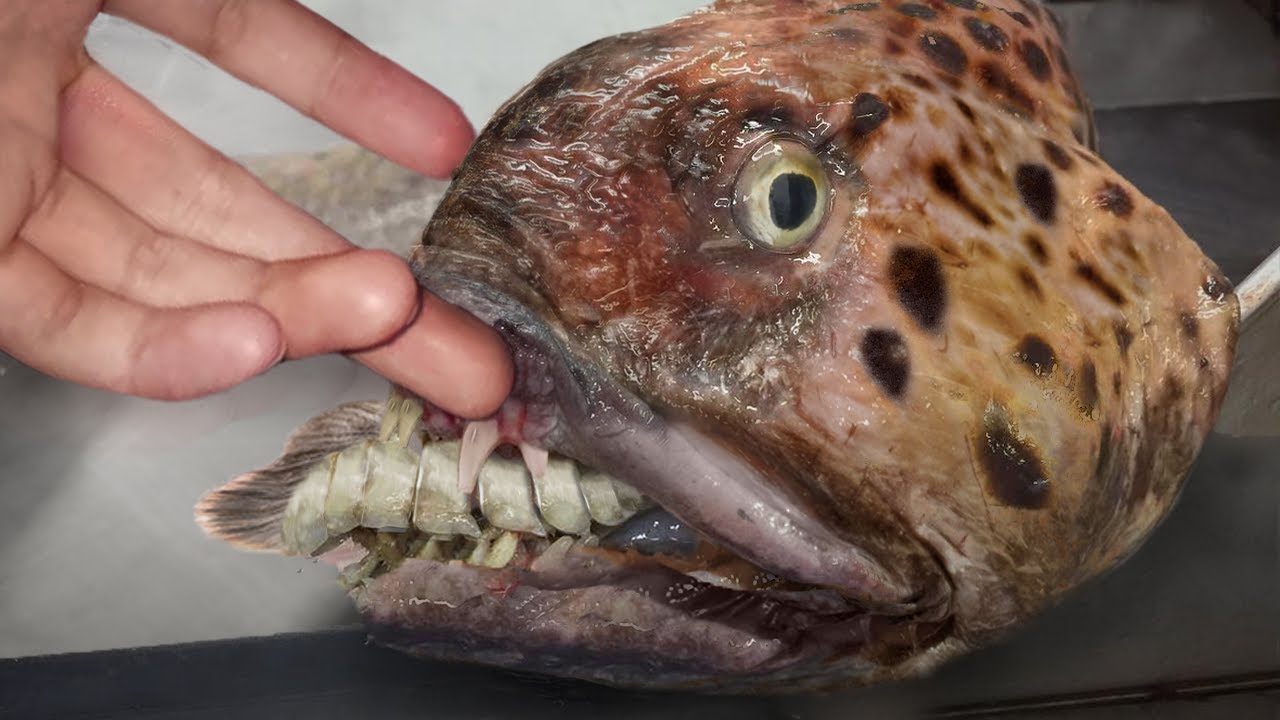 10 Creepiest Animals That Live In The Deep Ocean!