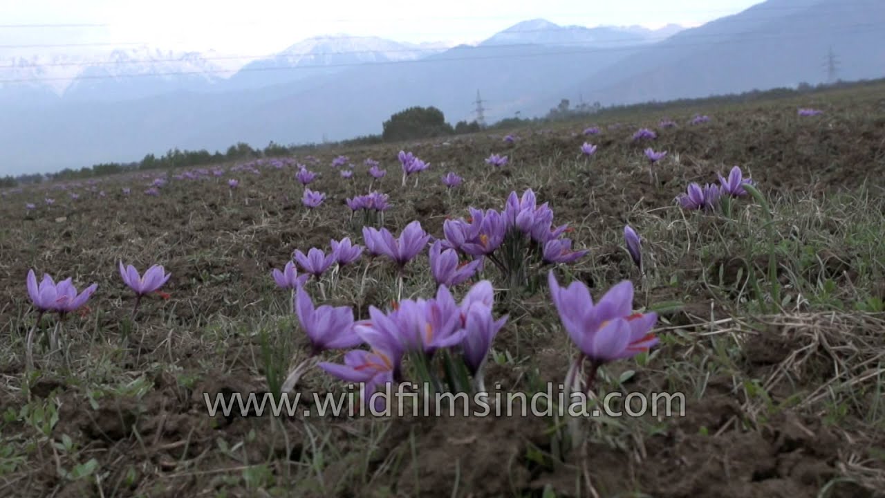 Tracking slow motion view of saffron flowers in the fields of Pampore