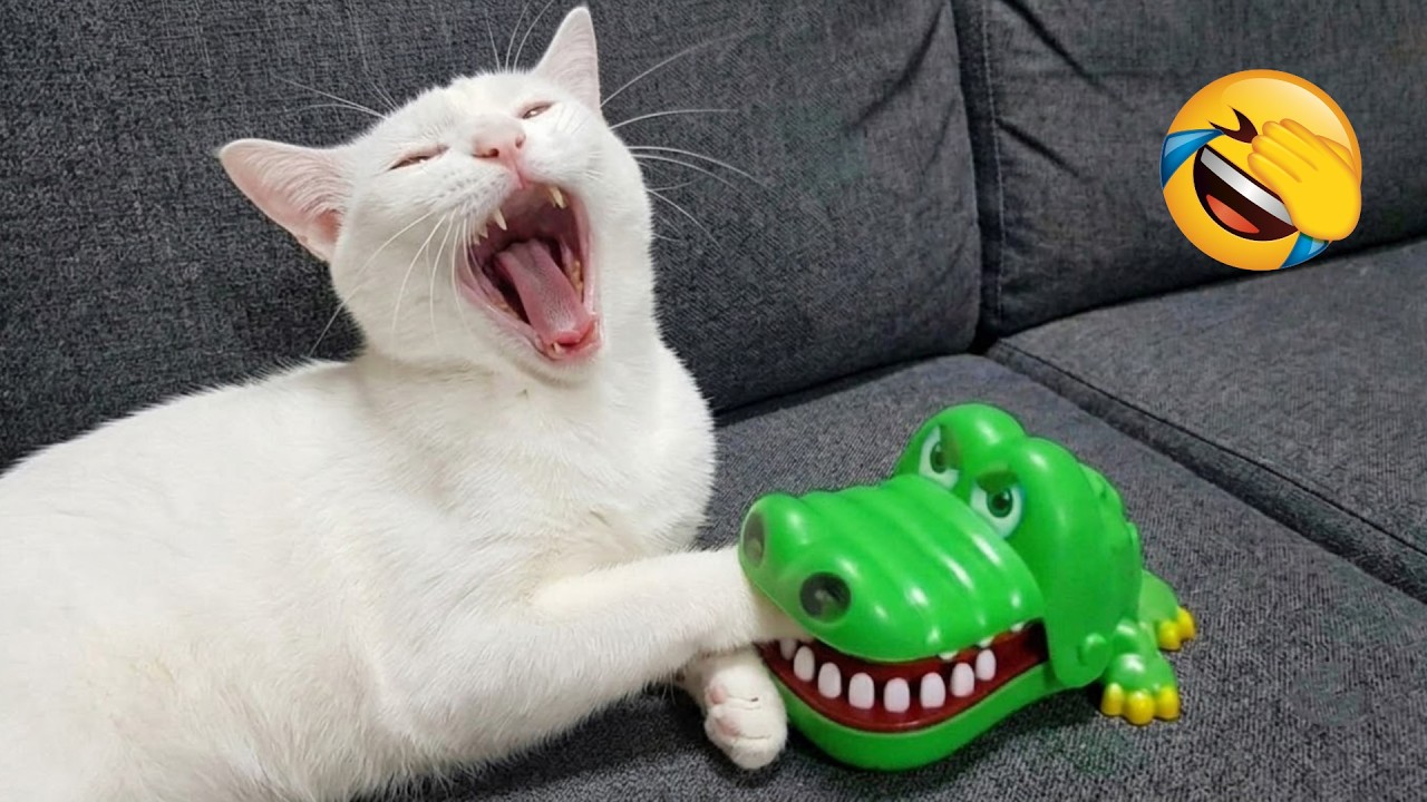 Try Not To Laugh 😂 Funniest Cats And Dogs Ever 😹🐶 Part 4
