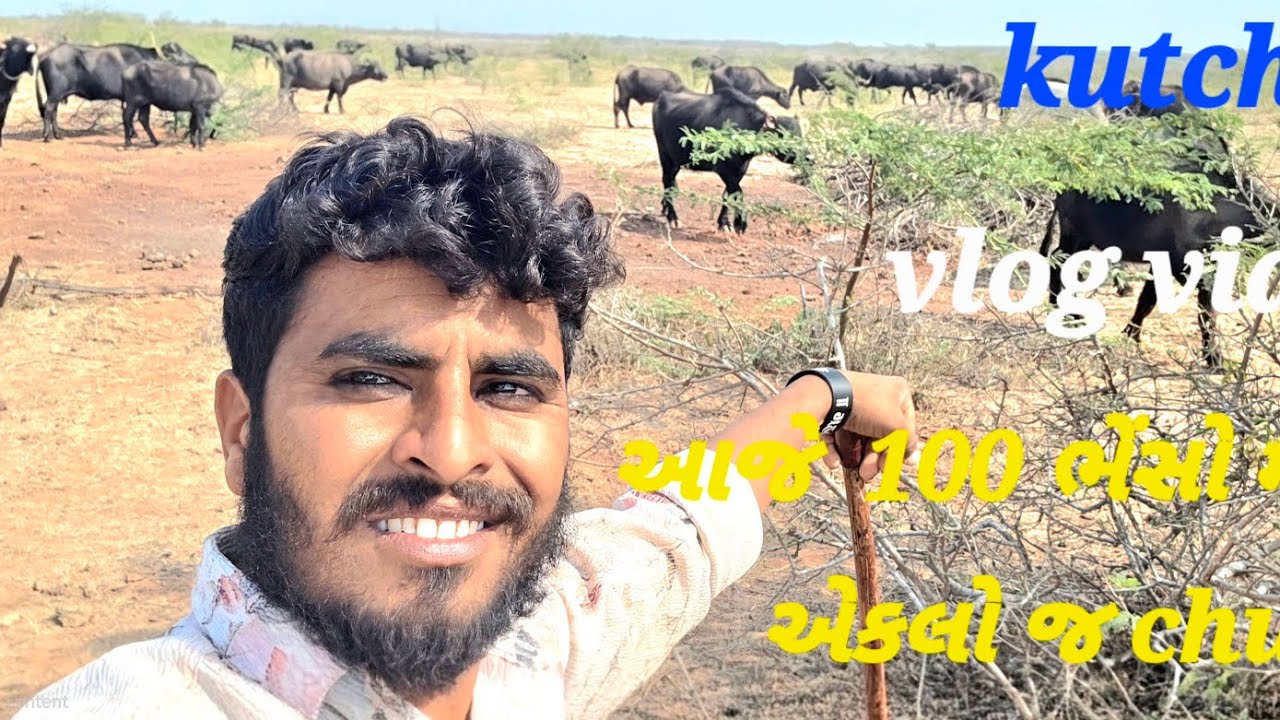 આજે તો 100 ભેંસો મા હું એકલો જ govad છું 👍🤩