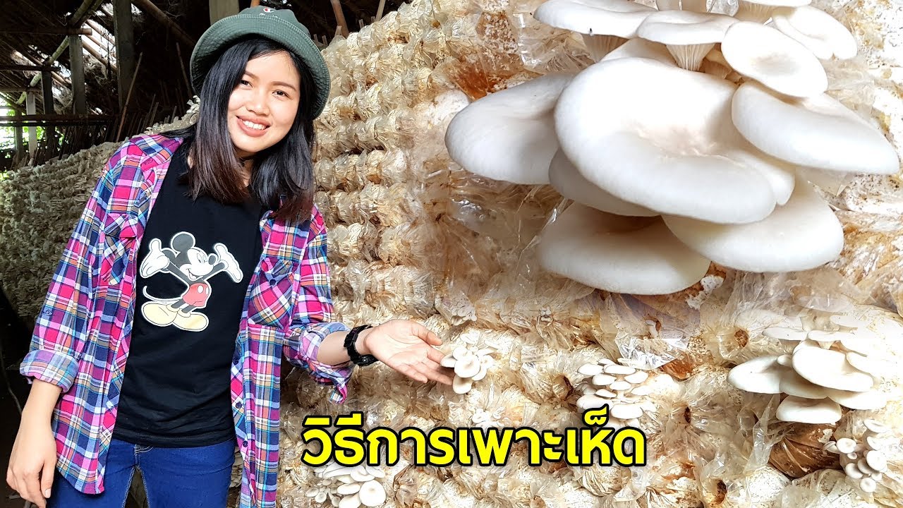 มาดูวิธีการเพาะเห็ดนางฟ้า สามารถสร้างรายได้ยาวนานเป็นปีๆ