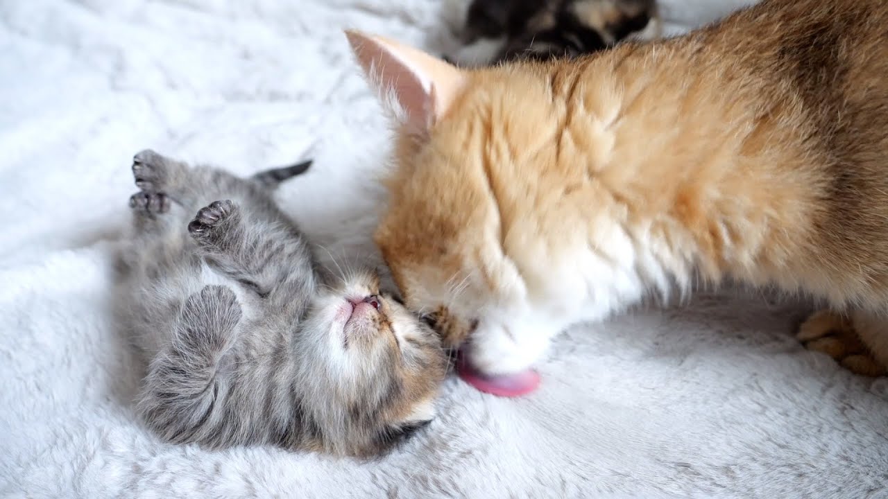 Baby kittens forced to wake up by mother cat