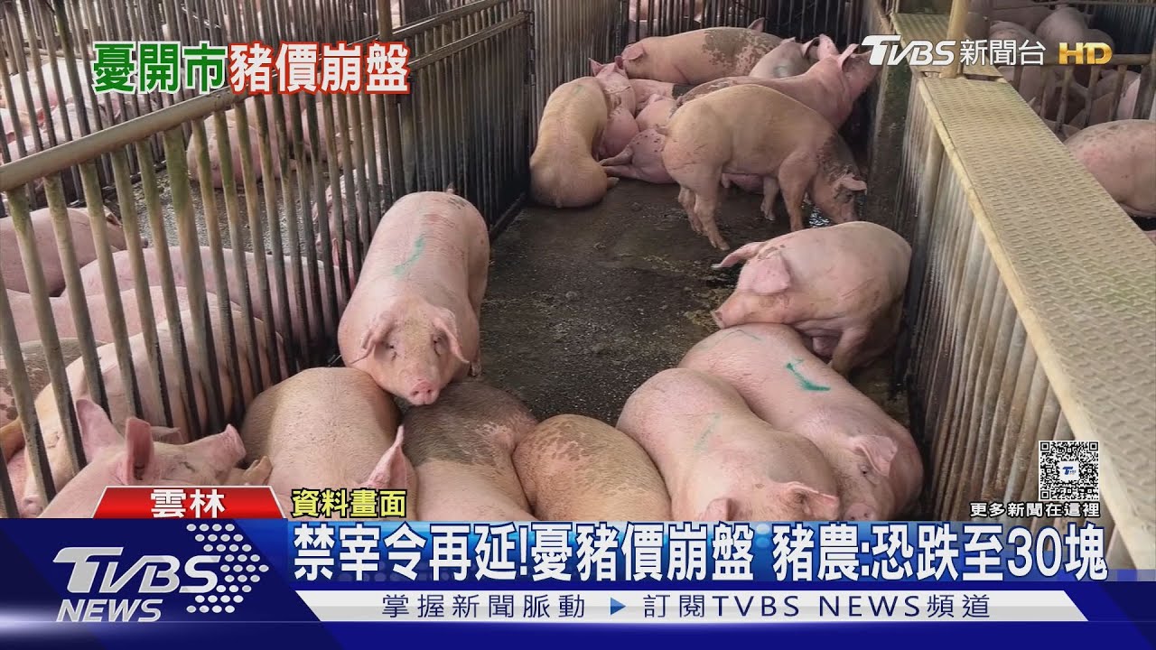 禁宰令再延!憂豬價崩盤 豬農:恐跌至30塊｜TVBS新聞 @TVBSNEWS01