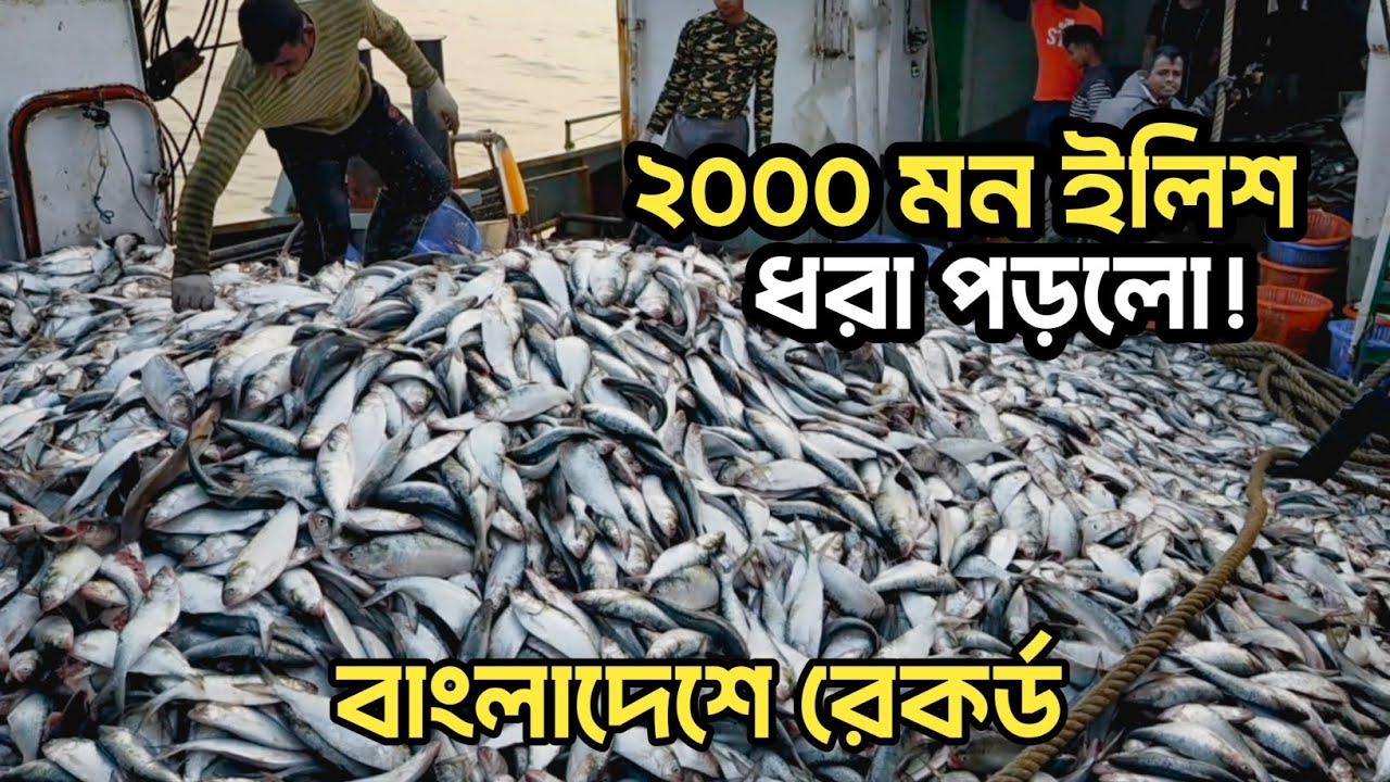 ইলিশের বন্যা!2000+ মন ধরা পড়লো! বাংলাদেশে রেকর্ড! Live Hilsa fish catching