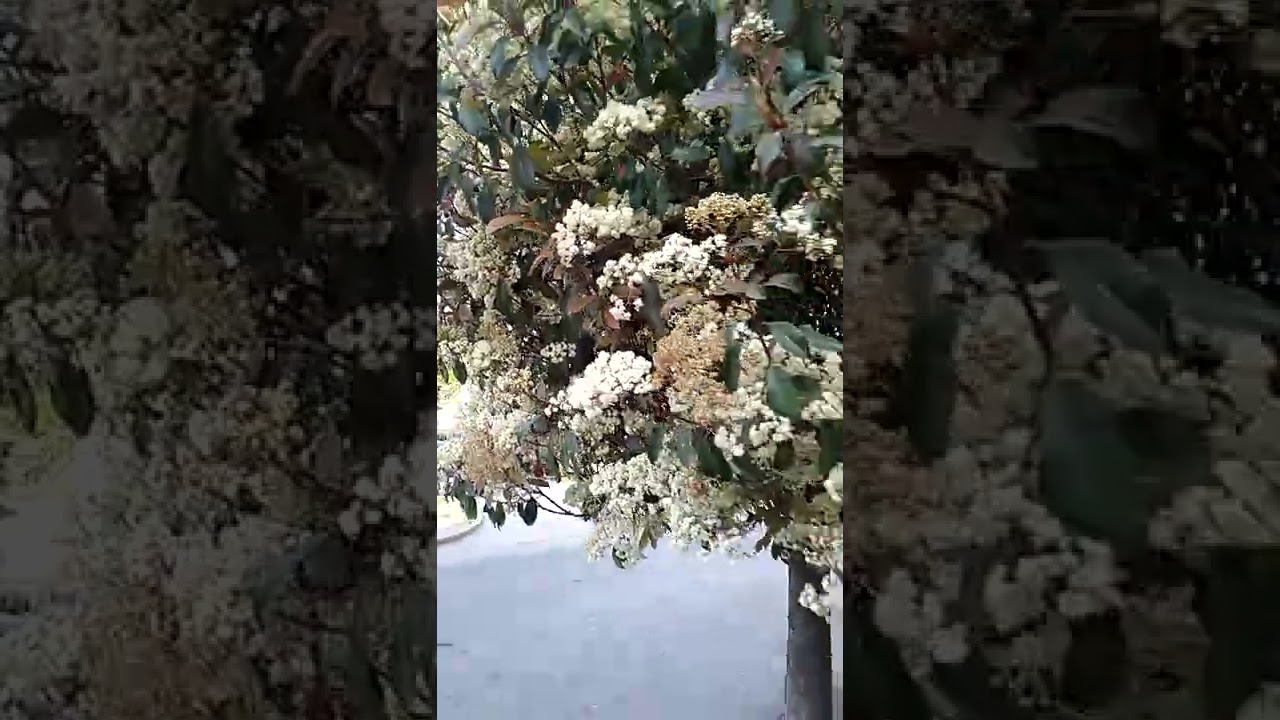 Planta de photinia o fotimia  (Photinia fraserii var. Red Robin) es un arbusto o &aacute;rbol.