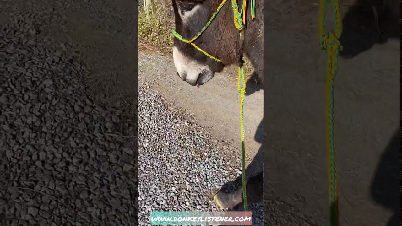 The Donkey Attitude Walk #shorts