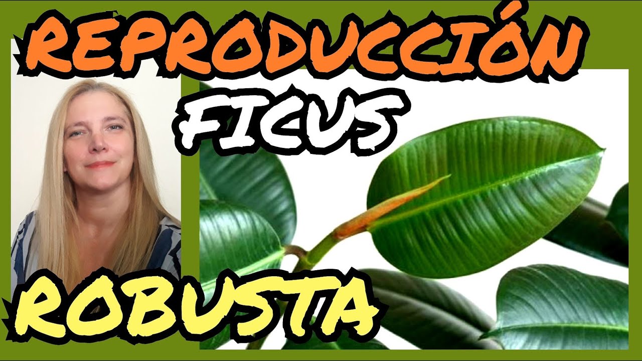 🍃FICUS ELASTICA, FICUS ROBUSTA o GOMERO ➡️Reproducción➡️ 2.@VerónicaCampaniniPlantas