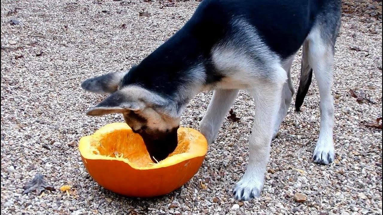 German Shepherds Love Pumpkin
