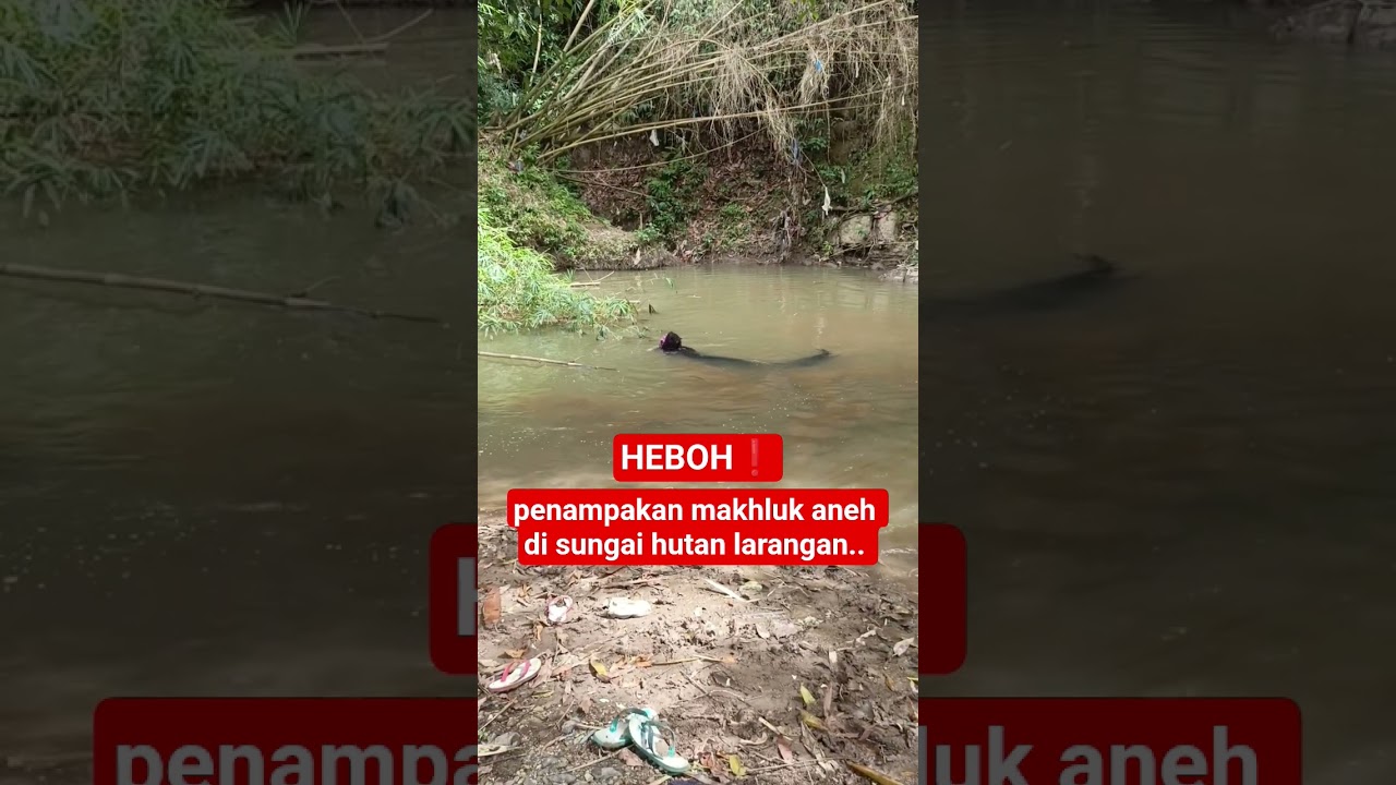 heboh... penampakan makhluk aneh di sungai hutan larangan.. 