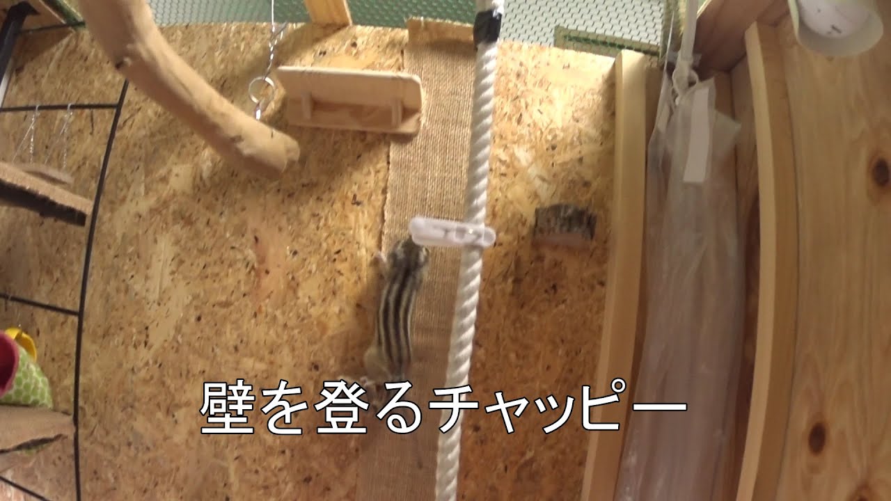 シマリス「チャッピー」 小屋の中を散策#030 2026/01/13