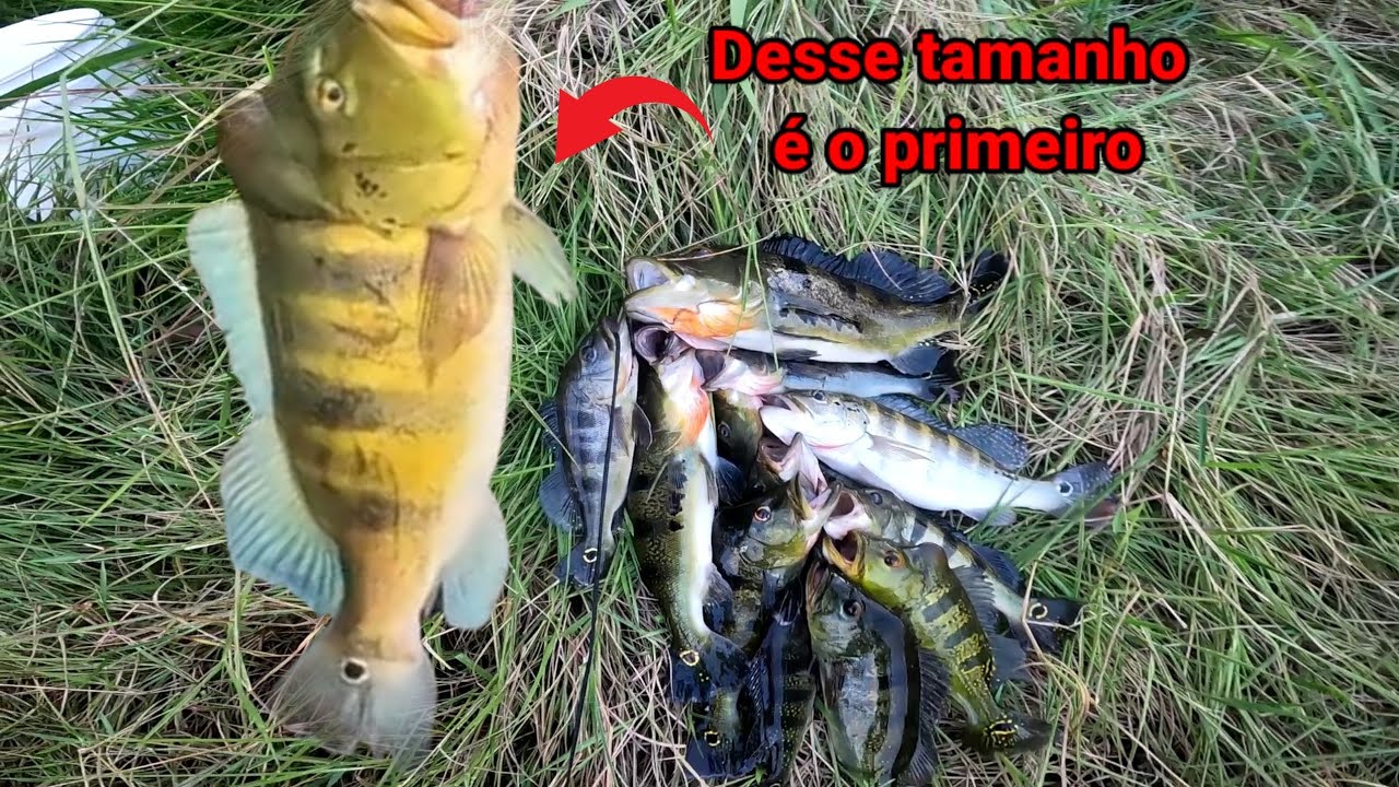 Pescaria de tucunaré no melhor lugar do interior de são paulo, aqui só tem os brutos !