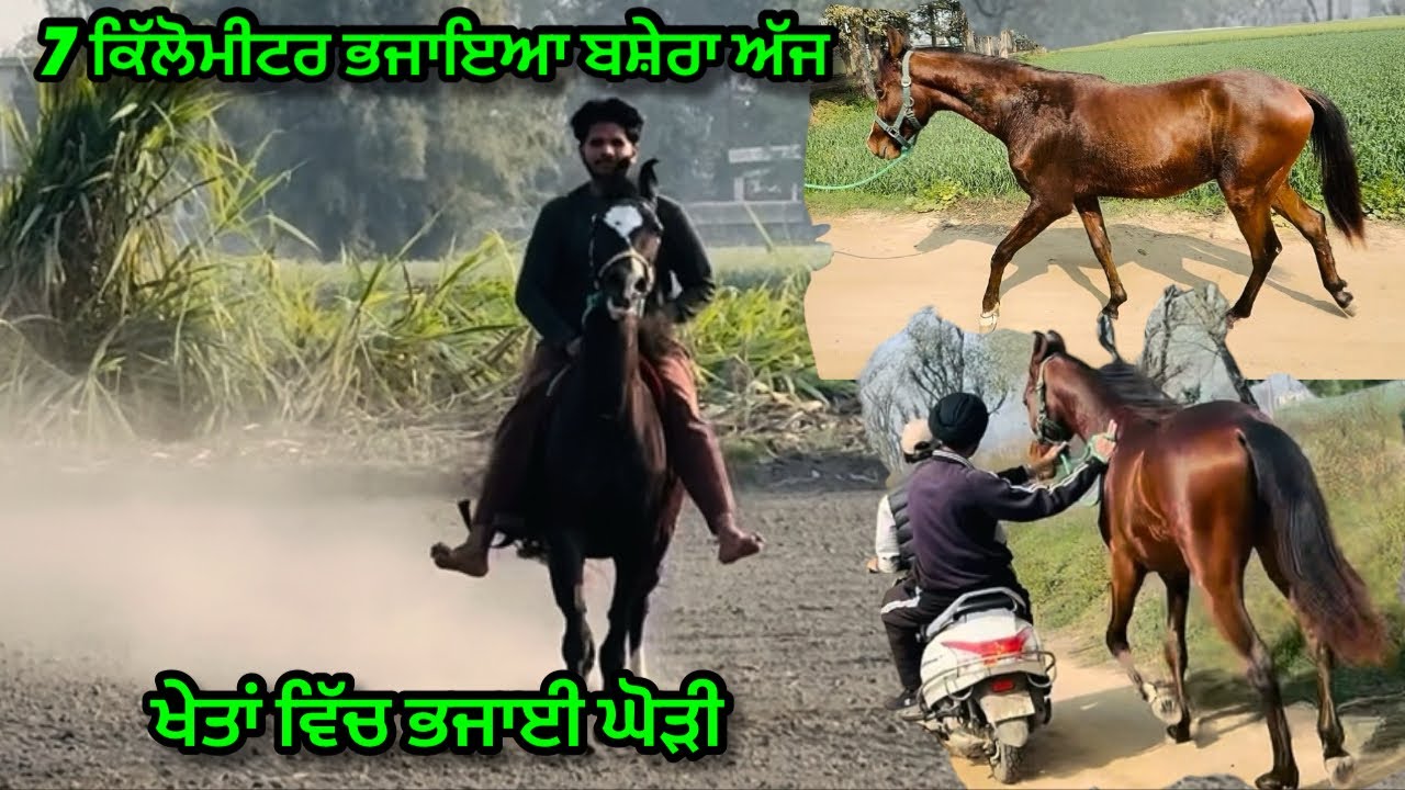 7 ਕਿੱਲੋਮੀਟਰ ਭਜਾਇਆ ਬਸ਼ੇਰਾ ਅੱਜ॥ਘੋੜੀ ਨੂੰ ਖੇਤਾਂ ਵਿੱਚ ਭਜਾਇਆ ॥#viral #horse #trending #rider #views 