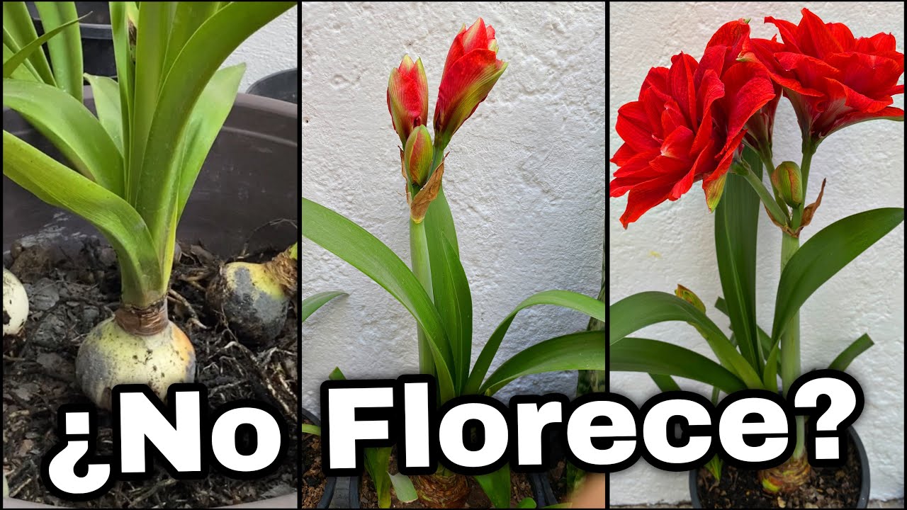 ¿PORQUE MI AMARILIS o AMARYLLIS NO FLORECE ? (Azucenas y lirios)