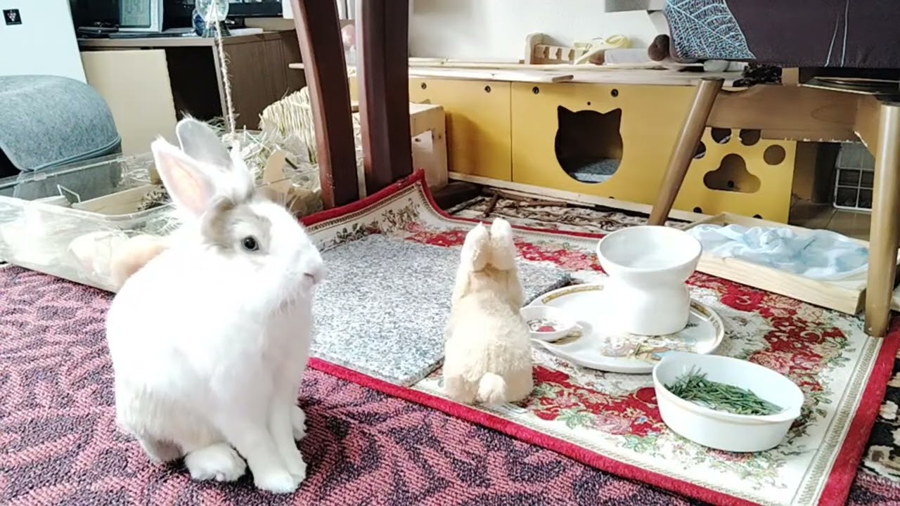 Watch morning chores of the fluffy bunny! #mofu #bunny #rabbit #cute #viralvideo #うさぎ #かわいい #可愛い #動物