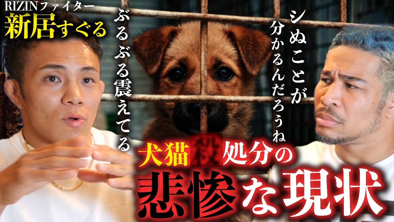ファイトマネー全額を犬猫保護に寄付する男、新居すぐるとペットの保護や殺処分について真剣に語ります