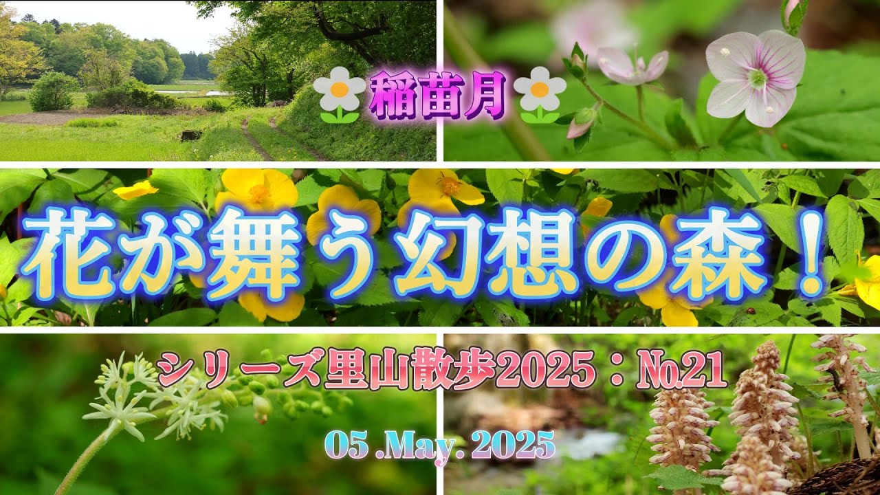 初夏へと歩む、北部山麓の里山！シリーズ里山散策2025№21