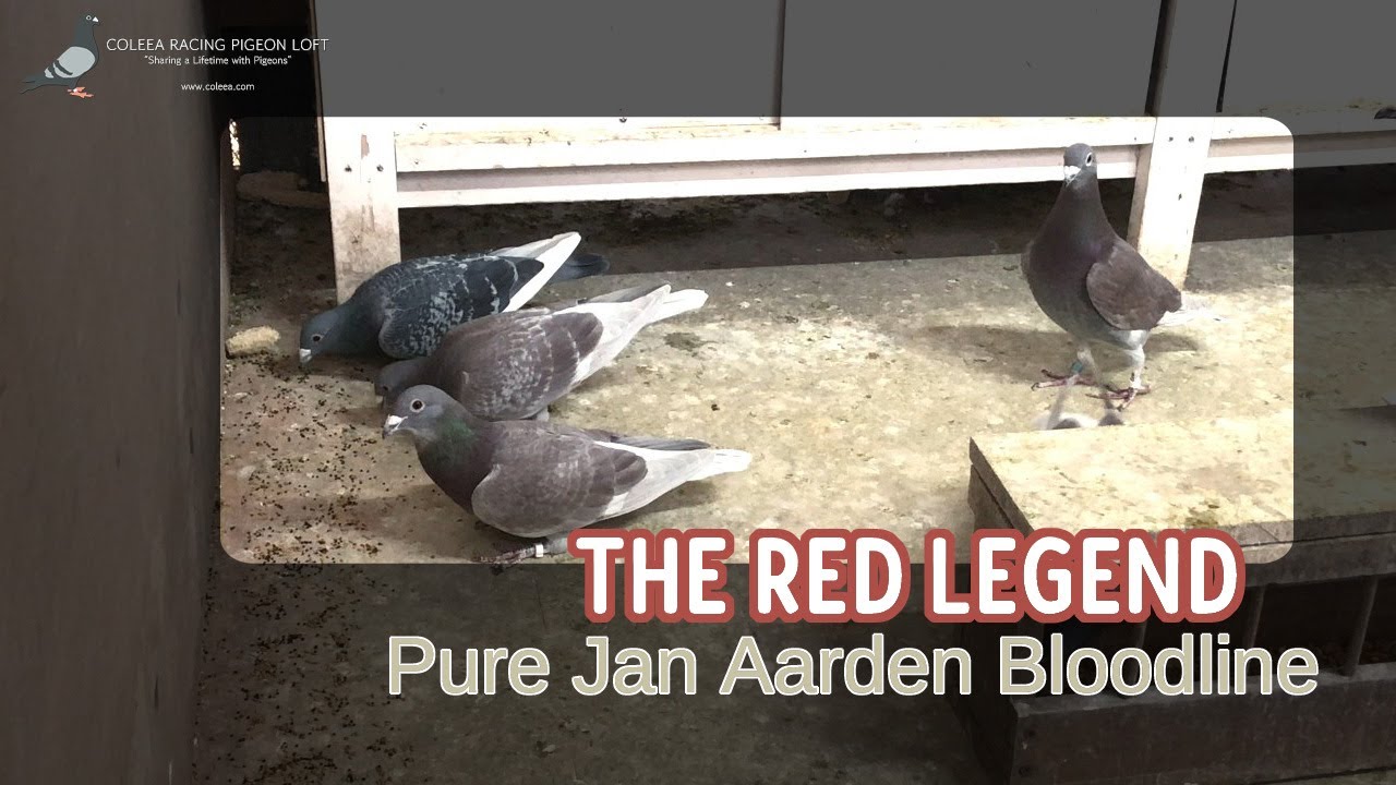 Red Jan Aarden Racing Pigeons | A Perfect Blend of Proven Bloodlines