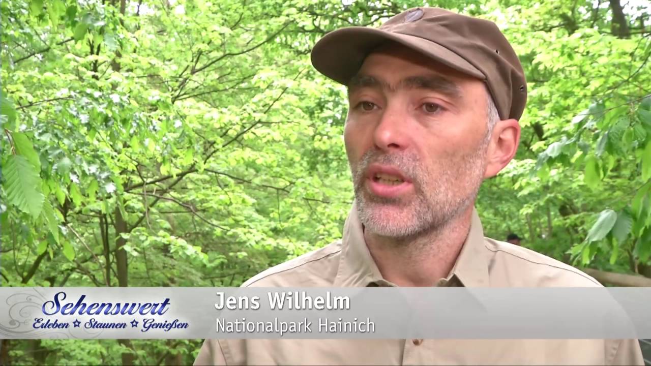 Der Baumkronenpfad im Nationalpark Hainich in Th&uuml;ringen