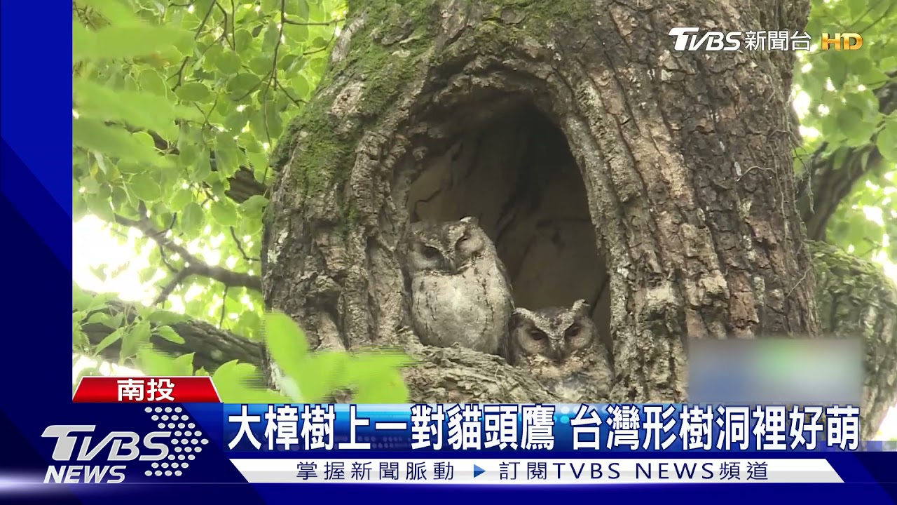 大樟樹上一對貓頭鷹 台灣形樹洞裡好萌｜TVBS新聞